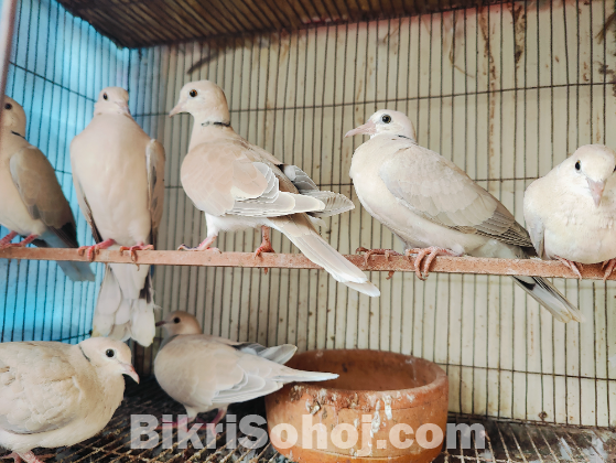 Australian dove